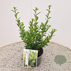 Ilex maximowicziana kanehirae 25-30 cm 2,5L
