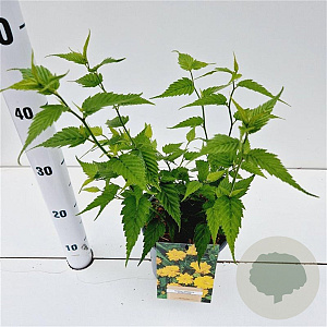 Kerria jap. 'Pleniflora' 40-50 cm 2,5L