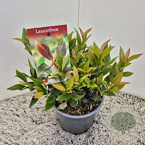 Leucothoe 'Zeblid' 20-25 cm 2,5L