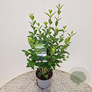 Ligustrum ovalifolium 60-70 cm 4,5L
