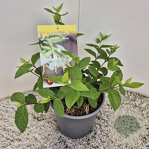 Lonicera purpusii 'Winter Beauty' 25 cm 2,5L