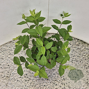 Lonicera purpusii 'Winter Beauty' 25 cm 2,5L