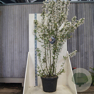 Malus 'Red Sentinel' 200-250 cm cont. 55L meerstammig