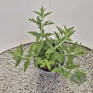 Perovskia 'Blue Spire' 15-20 cm 2,5L