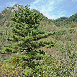 Pinus armandii 125-150 cm C8