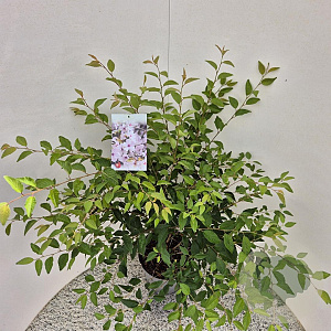 Prunus 'The Bride' 70-80 cm 7,5L
