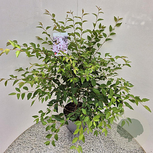 Prunus 'The Bride' 70-80 cm 7,5L