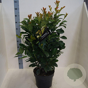 Prunus l. Etna 60-80 cm 10L