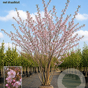 Prunus subh. 'Autumnalis Rosea' 550-600 cm draadkluit meerstammig 400-500 diameter