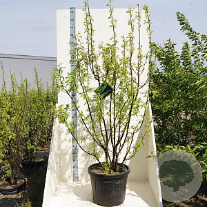 Prunus serrula 200-250 cm cont. 55L meerstammig
