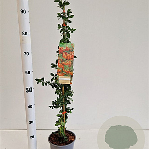 Pyracantha 'Orange Glow' 70-80 cm 2,5L