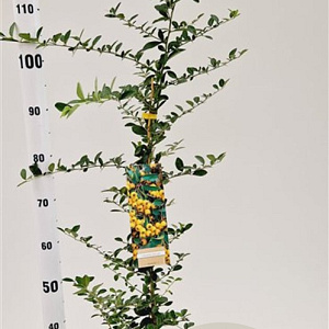 Pyracantha 'Soleil d'Or' 70-80 cm 2,5L