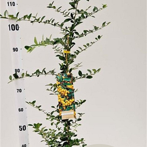 Pyracantha 'Soleil d'Or' 70-80 cm 2,5L