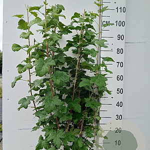 Ribes sang. 'King Edward VII' 80-100 cm 10L