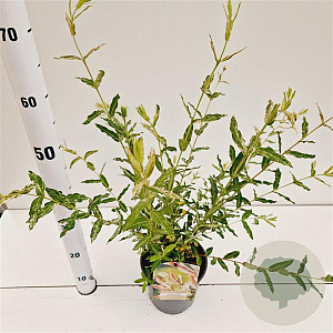Salix integra 'Hakuro-nishiki' 40-50 cm 2,5L