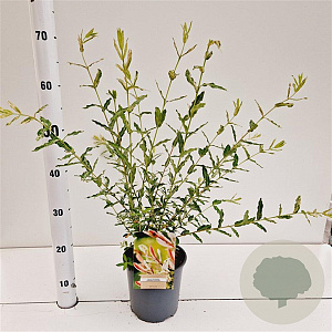 Salix integra 'Hakuro-nishiki' 40-50 cm 2,5L