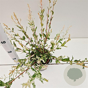 Salix integra 'Hakuro-nishiki' 40-50 cm 2,5L