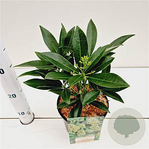 Skimmia confusa 'Kew Green' 20-30 cm 2,0L/ES17