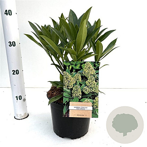 Skimmia confusa 'Kew Green' 20-30 cm 2,0L/ES17