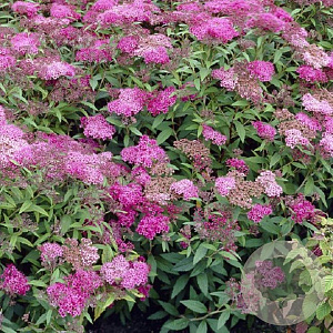 Spiraea jap. 'Crispa' GM 1.5