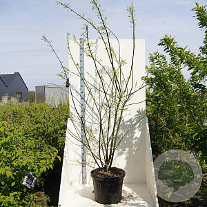 Styphnolobium japonicum 200-250 cm cont. 55L meerstammig