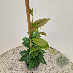 Trachelospermum jasminoides 55-60 cm 2,5L