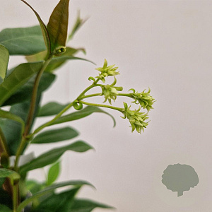 Trachelospermum jasminoides 55-60 cm 2,5L