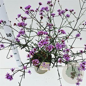 Verbena bon. 'Lollipop' 40-50 cm 4,0L