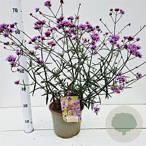 Verbena bon. 'Lollipop' 40-50 cm 4,0L