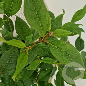 Viburnum globosum 'Jermyns Globe' 25-30 cm 2,5L