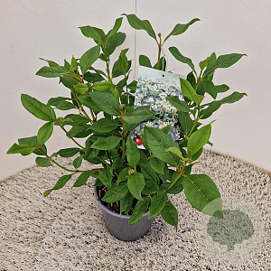Viburnum globosum 'Jermyns Globe' 25-30 cm 2,5L