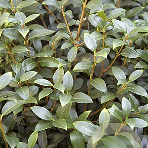 Osmanthus burkwoodii 60-80 cm 10L