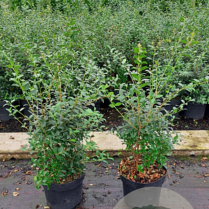 Osmanthus burkwoodii 60-80 cm 10L