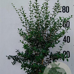 Osmanthus burkwoodii 80-100 cm 10L