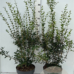 Osmanthus burkwoodii 80-100 cm 10L