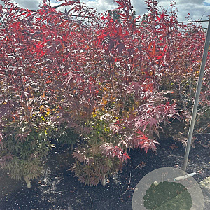 Acer pal. 'Atropurpureum' 125-150 cm met kluit