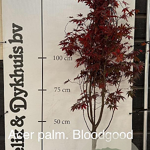 Acer pal. 'Bloodgood' 125-150 cm met kluit