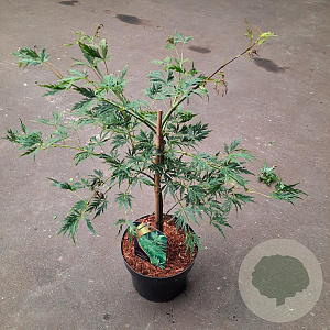 Acer pal. 'Dissectum' 40-50 cm 5,0L