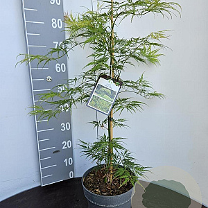 Acer pal. 'Dissectum' 40-50 cm 5,0L