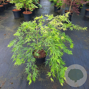 Acer pal. 'Dissectum' 40-50 cm 5,0L