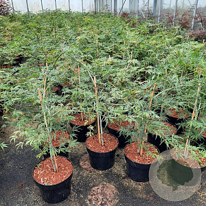 Acer pal. 'Dissectum' 40-50 cm 5,0L