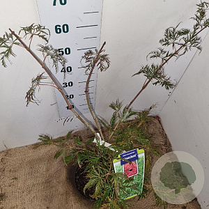 Acer pal. 'Dissectum' 40-50 cm 5,0L