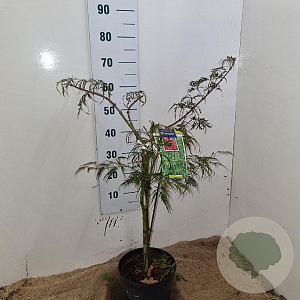 Acer pal. 'Dissectum' 40-50 cm 5,0L