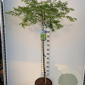 Acer pal. 'Dissectum' 90 cm stam 7,5L