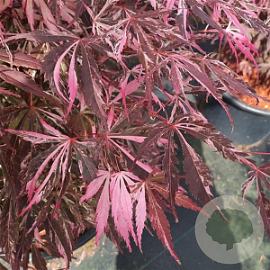 Acer pal. Extravaganza 90 cm stam 7,5L