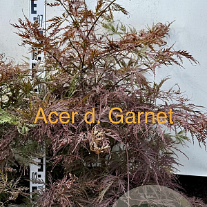 Acer pal. 'Garnet' 80-100 cm met kluit