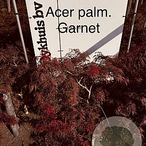 Acer pal. 'Garnet' 80-100 cm met kluit