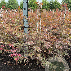 Acer pal. 'Garnet' 80-100 cm met kluit