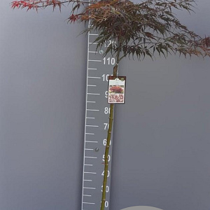 Acer pal. 'Garnet' 90 cm stam 7,5L