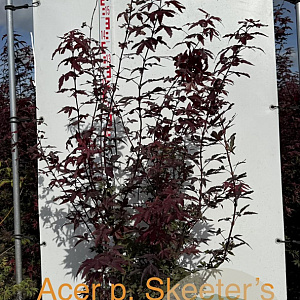 Acer pal. 'Skeeter's Broom' 125-150 cm met kluit